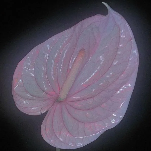Flora Yin-Wong