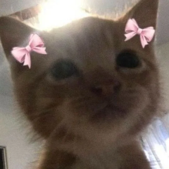 ilymeow
