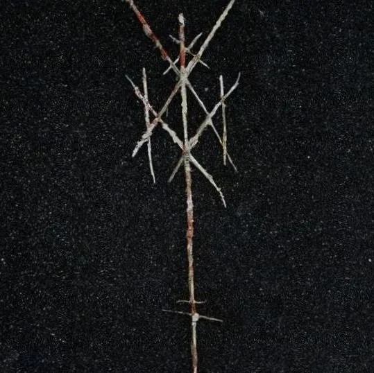 Wiegedood