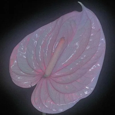 Flora Yin-Wong — foto 1