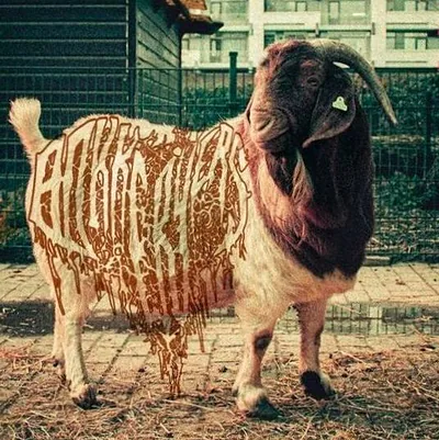DE BOKKERŸERS — foto 2