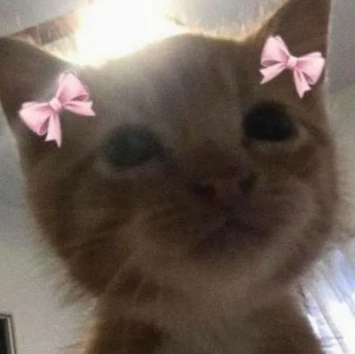 ilymeow — foto 1