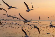 Flyway