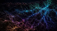Tom Shimizu