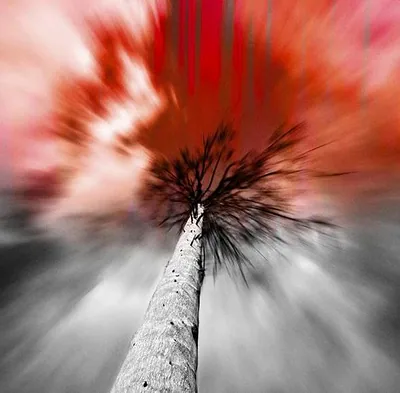 Apoptose — foto 1