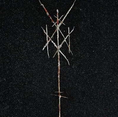 Wiegedood — foto 1