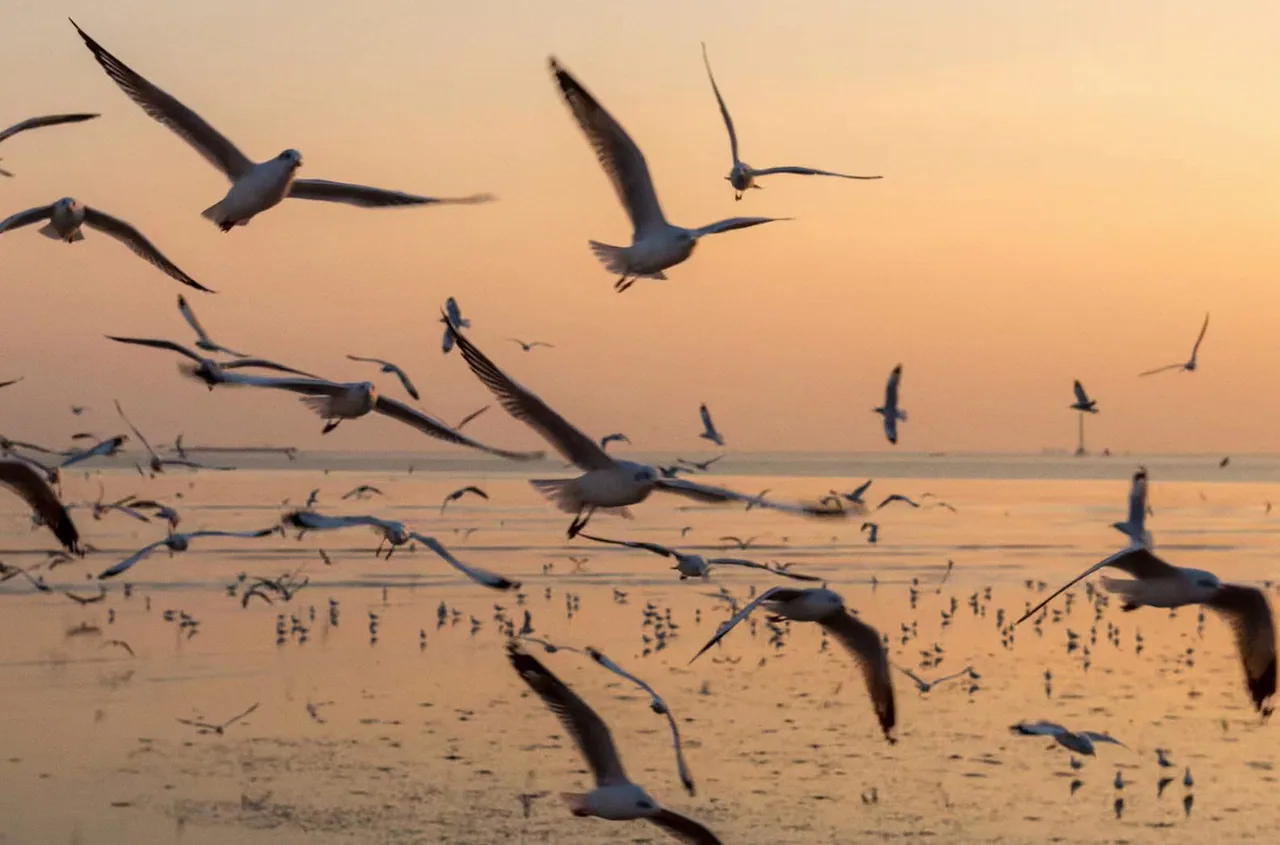 Flyway – Jubileumconcert Dualis · Lutherse Kerk, Groningen · za 21 nov 2026