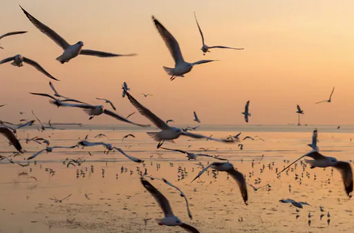 Flyway – Jubileumconcert Dualis · Lutherse Kerk, Groningen · Sat, 21 Nov 2026