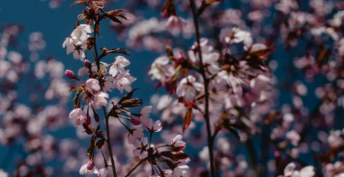 Proms: The Four Seasons — background image